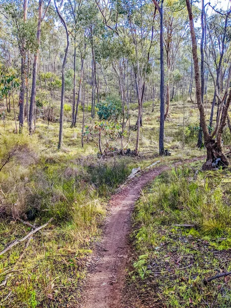A warm day on mountain bike trails near Castlemaine in Victoria, Australia
