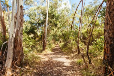Lerderderg Gorge Pisti 'nin etrafındaki huzurlu çevre sıcak bir sonbahar gününde Avustralya' nın Victoria kentindeki Melbourne şehrinde yürüyor.