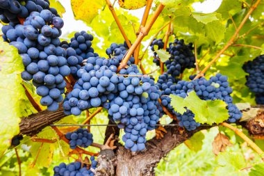 Grape vines with well grown fruit near to harvest in Healesville, Yarra Valley in Victoria, Australia