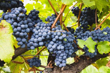 Grape vines with well grown fruit near to harvest in Healesville, Yarra Valley in Victoria, Australia