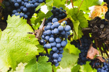 Grape vines with well grown fruit near to harvest in Healesville, Yarra Valley in Victoria, Australia