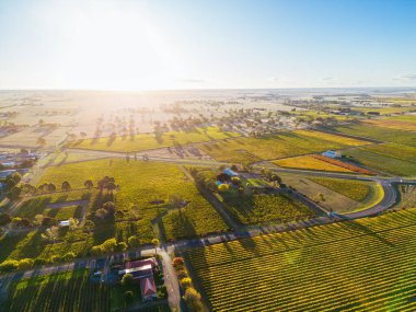 Güney Avustralya, Avustralya 'daki Coonawarra şarap bölgesinde Penola kırsalında sonbahar günbatımı