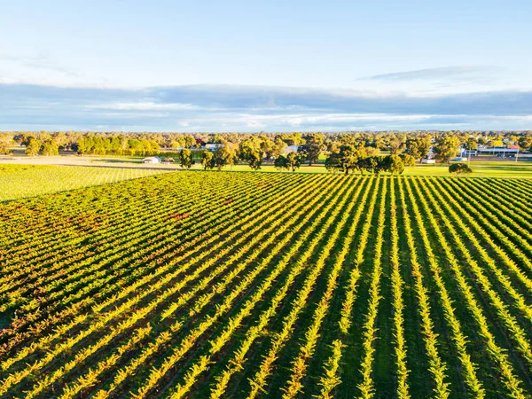Herbstlicher Sonnenuntergang Rund Die Ländliche Landstadt Penola Der Weinregion Coonawarra — Stockfoto