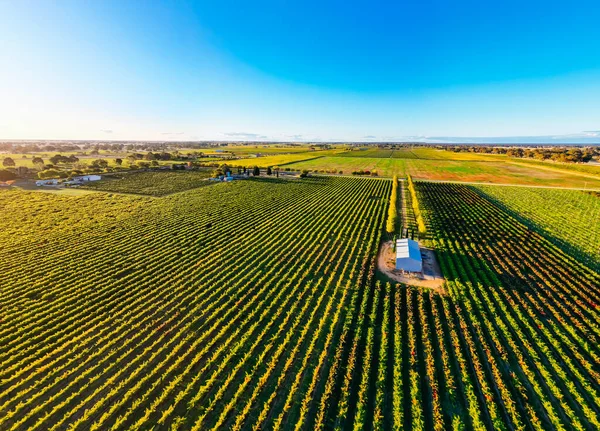 Höstsolnedgång Runt Landsbygden Staden Penola Vinregionen Coonawarra Södra Australien Australien — Stockfoto