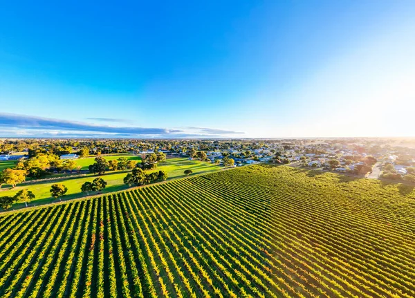 Höstsolnedgång Runt Landsbygden Staden Penola Vinregionen Coonawarra Södra Australien Australien — Stockfoto