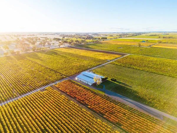 Herbstlicher Sonnenuntergang Rund Die Ländliche Landstadt Penola Der Weinregion Coonawarra — Stockfoto