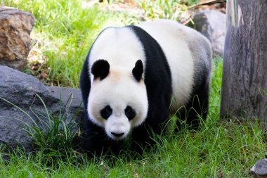 Avustralya 'da hayvanat bahçesi ortamında dev bir panda.