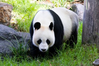 Giant Panda in a zoo environment in Australia clipart