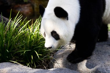 Avustralya 'da hayvanat bahçesi ortamında dev bir panda.