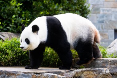 Avustralya 'da hayvanat bahçesi ortamında dev bir panda.