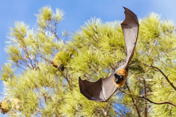 Colônia Raposa Voadora Árvores Cidade Adelaide Sul Austrália Austrália — Fotografia de Stock