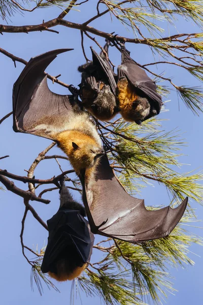 Flying Fox Kolonie Bäumen Der Stadt Adelaide Südaustralien Australien — Stockfoto