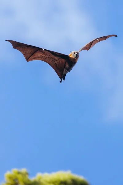 Colonie Flying Fox Dans Les Arbres Ville Adélaïde Australie Méridionale — Photo