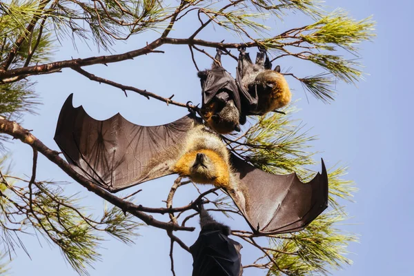 澳大利亚南澳大利亚阿德莱德市树上的飞狐群落 — 图库照片