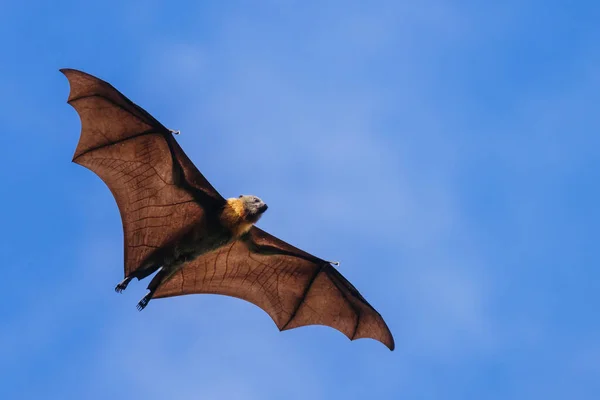 Colonia Zorros Voladores Árboles Ciudad Adelaida Australia Meridional —  Fotos de Stock