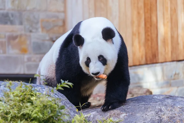 Panda Gigante Ambiente Zoológico Austrália — Fotografia de Stock