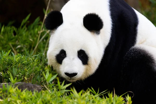 Giant Panda Ένα Περιβάλλον Ζωολογικό Κήπο Στην Αυστραλία — Φωτογραφία Αρχείου