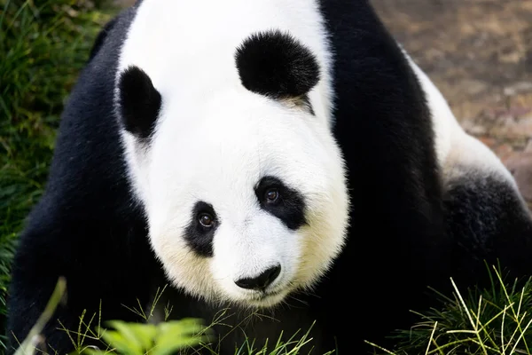 Panda Gigante Entorno Zoológico Australia —  Fotos de Stock