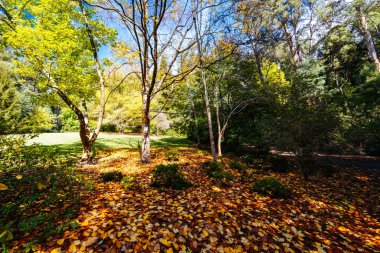Alfred Nicholas Anıt Bahçeleri, güneşli bir sonbahar gününde Sassafras, Victoria, Avustralya 'nın Dandenongs kuşatmasında