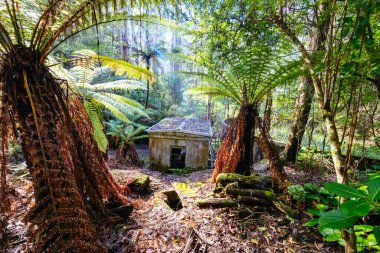 Alfred Nicholas Anıt Bahçeleri, güneşli bir sonbahar gününde Sassafras, Victoria, Avustralya 'nın Dandenongs kuşatmasında