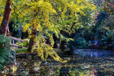 Alfred Nicholas Anıt Bahçeleri, güneşli bir sonbahar gününde Sassafras, Victoria, Avustralya 'nın Dandenongs kuşatmasında