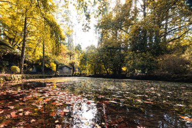 Alfred Nicholas Anıt Bahçeleri, güneşli bir sonbahar gününde Sassafras, Victoria, Avustralya 'nın Dandenongs kuşatmasında