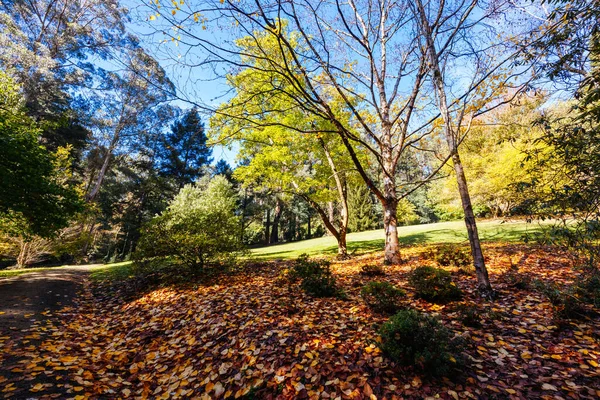 オーストラリア ビクトリア州ササフラスのダンデノン地方の暖かい晴れた秋の日にアルフレッド ニコラス記念庭園 — ストック写真