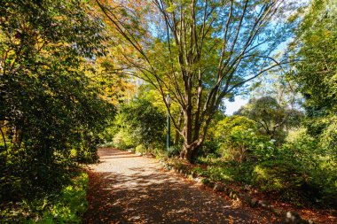 George Tindale Memorial Gardens Melbourne, Victoria, Avustralya 'daki Dandenongs bölgesinde güneşli bir sonbahar gününde