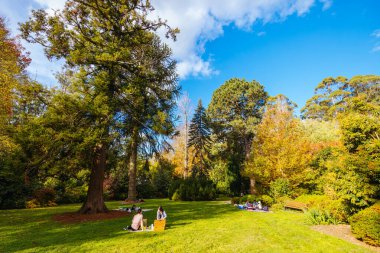 George Tindale Memorial Gardens Melbourne, Victoria, Avustralya 'daki Dandenongs bölgesinde güneşli bir sonbahar gününde