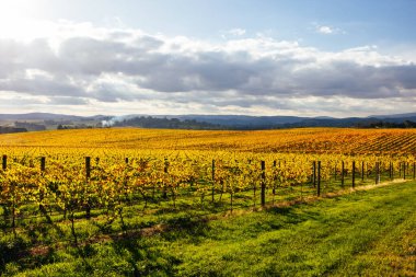 Yarra Vadisi 'nde, Yarra Glen, Victoria, Avustralya yakınlarındaki sarmaşıkların ardından sonbahar güneşi.