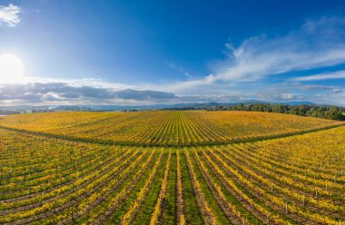 Yarra Vadisi 'nde, Yarra Glen, Victoria, Avustralya yakınlarındaki sarmaşıkların ardından sonbahar güneşi.