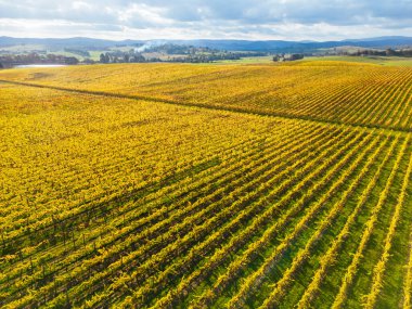 Yarra Vadisi 'nde, Yarra Glen, Victoria, Avustralya yakınlarındaki sarmaşıkların ardından sonbahar güneşi.
