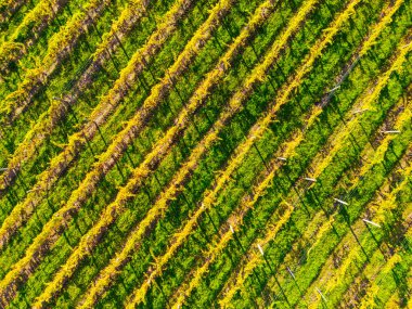 Yarra Vadisi 'nde, Yarra Glen, Victoria, Avustralya yakınlarındaki sarmaşıkların ardından sonbahar güneşi.