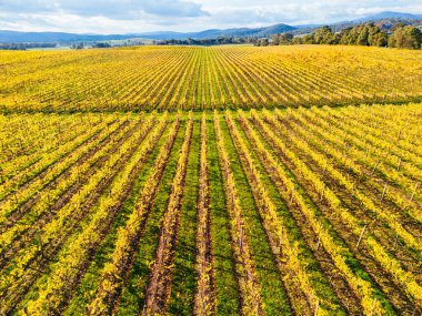 Yarra Vadisi 'nde, Yarra Glen, Victoria, Avustralya yakınlarındaki sarmaşıkların ardından sonbahar güneşi.