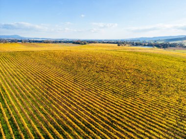 Yarra Vadisi 'nde, Yarra Glen, Victoria, Avustralya yakınlarındaki sarmaşıkların ardından sonbahar güneşi.