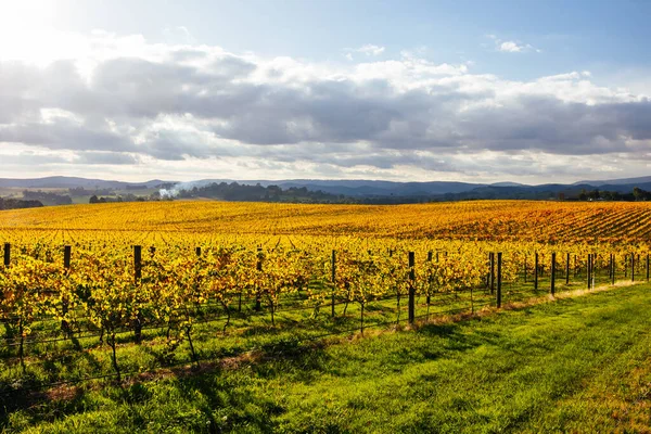 Late Afternoon Autumn Sun Vines Yarra Valley Yarra Glen Victoria — Stock Photo, Image