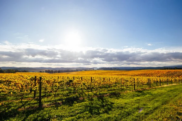 Spätherbstsonne Über Den Reben Yarra Valley Der Nähe Von Yarra — Stockfoto