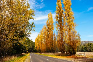 Sonbahar renklerinde ikonik Gould Memorial Drive Avustralya 'nın Victoria kentindeki Marysville kasabası yakınlarındaki Buxton-Marysville caddesinde.