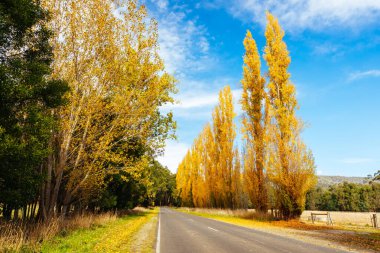 Sonbahar renklerinde ikonik Gould Memorial Drive Avustralya 'nın Victoria kentindeki Marysville kasabası yakınlarındaki Buxton-Marysville caddesinde.