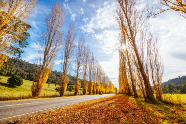 Sonbahar renklerinde ikonik Gould Memorial Drive Avustralya 'nın Victoria kentindeki Marysville kasabası yakınlarındaki Buxton-Marysville caddesinde.