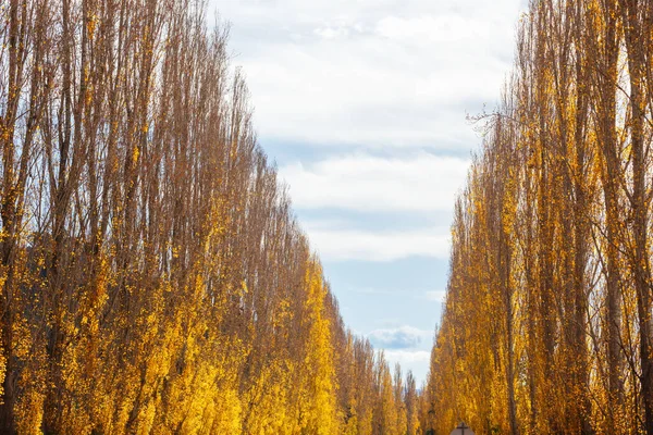 stock image The iconic Gould Memorial Drive in autumn colours on the Buxton-Marysville Rd near the country town of Marysville in Victoria, Australia