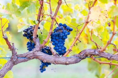 Avustralya 'nın güneyindeki Coonawarra şarap bölgesinde Penola yakınlarında hasat için iyi yetişmiş meyveli üzümler.