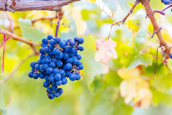 Grape Vines Well Grown Fruit Harvest Penola Coonawarra Wine Region — Stock Photo, Image