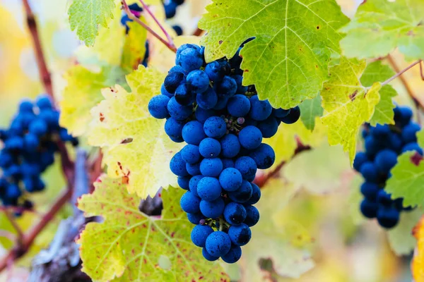 Grape Vines Well Grown Fruit Harvest Penola Coonawarra Wine Region — Stock Photo, Image