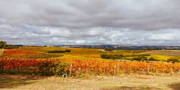 Herfst Zonsondergang Het Iconische Wijngebied Mclaren Vale Zuid Australië Australië — Stockfoto