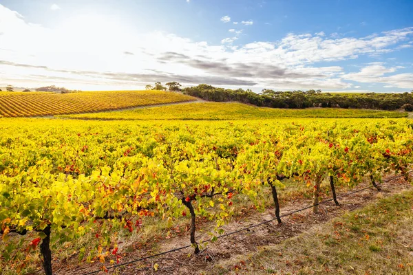 Autumn sunset in the iconic wine region of Mclaren Vale in South Australia, Australia