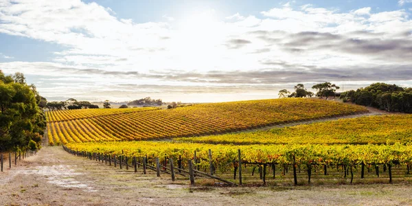 澳大利亚南部Mclaren Vale标志性葡萄酒产地的秋日落山 — 图库照片