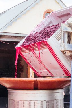 MCLAREN VALE, AUSTRALIA - 13 Nisan 2023: Güney Avustralya 'daki Mclaren Vale semtinde şarap ve şarap üretimi sırasında üzüm hasadı