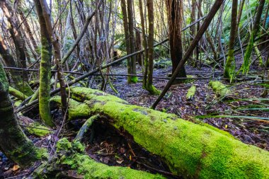 Kinglake Ulusal Parkı 'ndaki Masons Şelalesi yakınlarında Melbourne, Victoria, Avustralya' da serin bir sonbahar gününde