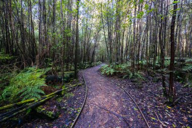 Kinglake Ulusal Parkı 'ndaki Masons Şelalesi yakınlarında, Melbourne, Victoria, Avustralya' da serin bir sonbahar gününde...